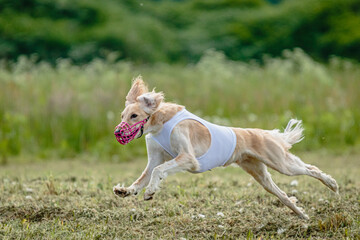 Fototapeta na wymiar Saluki dog lifted off the ground during the dog racing competition running straight into camera
