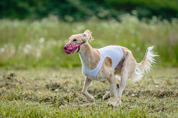 Obraz na płótnie Canvas Saluki dog in white shirt running and chasing lure in the field on coursing competition