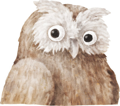  Foto zu Eule Aquarell Bilder – Durchsuchen 1,062 Archivfotos, Vektorgrafiken 