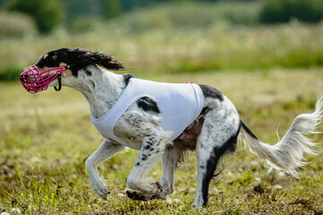 Saluki dog running fast and chasing lure across green field at dog racing competion