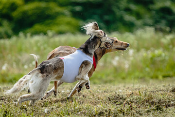 Obraz na płótnie Canvas Saluki dogs in red and white shirts running and chasing lure in the field on coursing competition
