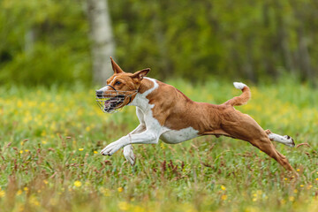 Naklejka na ściany i meble Young basenji dog competing in running in the green field on lure coursing competition