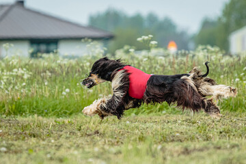 Afghan borzoi dog running fast and chasing lure across green field at dog racing competion
