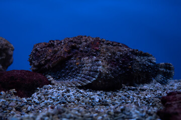 A Stone Fish in an Aquarium