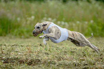 Whippet dog moment of running and flying in green field at full speed