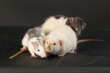 rats on a black background