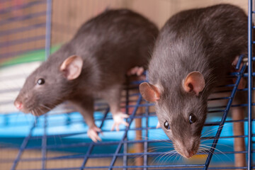 two black rats in a cage