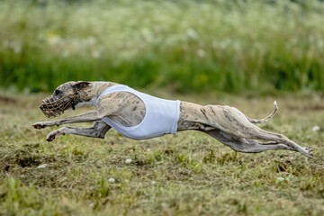 Whippet dog moment of running and flying in green field at full speed