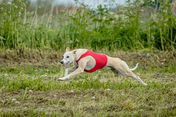 Whippet dog in red shirt running and chasing lure in the field on coursing competition