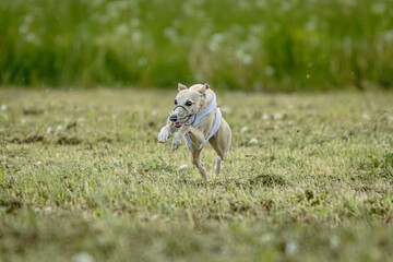 Whippet dog in white shirt running and chasing lure in the field on coursing competition
