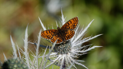 Melitaea athalia (heath fritillary), Ecrins, France