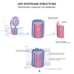 ATP synthase structure. Proton path through the inner mitochondrial membrane.