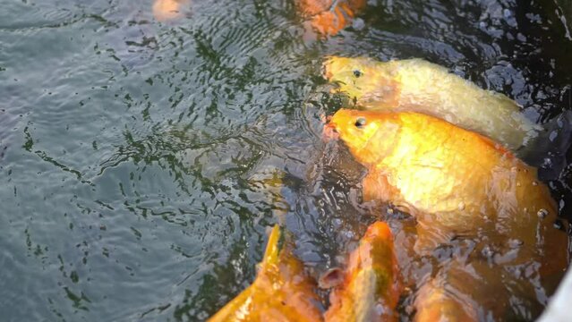Koi fish gather happily in the pond to devour the fish food that is given