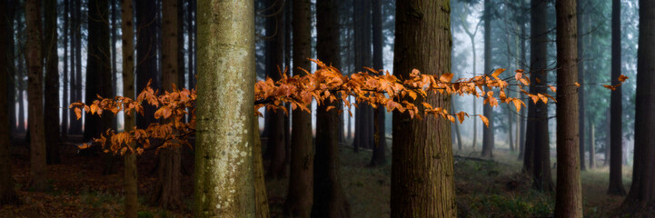 Buche im Wald © Sheppard
