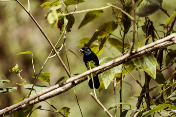 blackbird on the branch