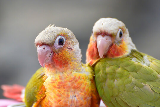 Newly hatched macao chicks (Ara ararauna)