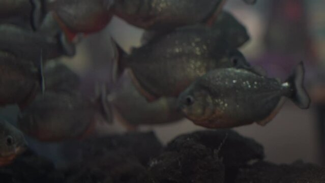 a collection of piranha fish in the aquarium, piranha fish come from the amazon river and are famous for being fierce