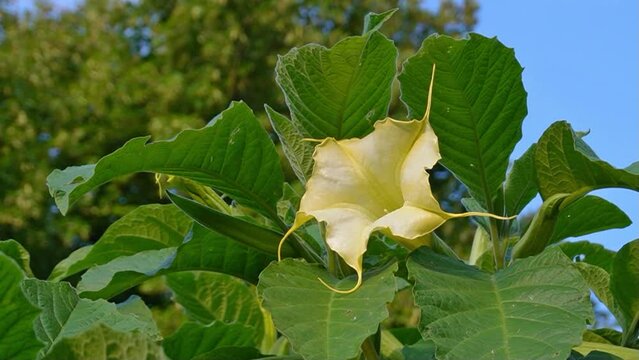 Brugmansia suaveolens or Brazil's white angel trumpet, also known as angel's tears and snowy angel's trumpet.