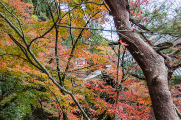 京都の秋