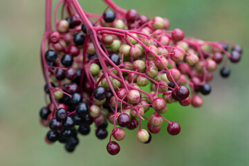 Close up of ripe and unripe elderberry growing on an umbel against a green background - obrazy, fototapety, plakaty