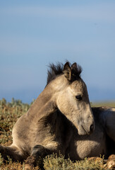 Wild Horse Foal in Summer in the Wyoming Desert