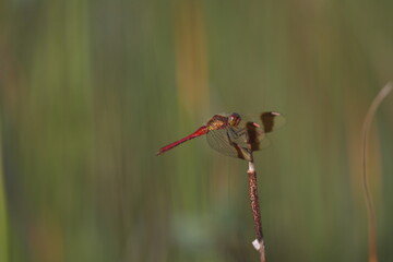 Banded darter dragonfly sitting in the grass in a swamp in summer