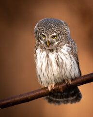 Pygmy owl (Glaucidium passerinum) little owl natural dark forest north parts of Poland Europe
