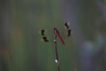 Banded darter dragonfly sitting in the grass in a swamp in summer