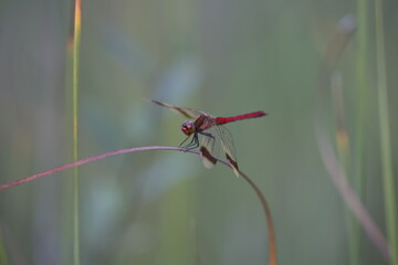 Banded darter dragonfly sitting in the grass in a swamp in summer