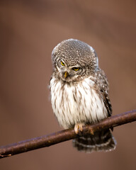 Pygmy owl Glaucidium passerinum little owl natural dark forest north parts of Poland Europe