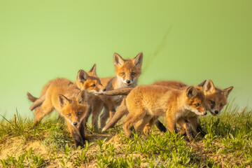 Fototapeta premium Family of cute fox cubs is posing in the meadow. Horizontally.