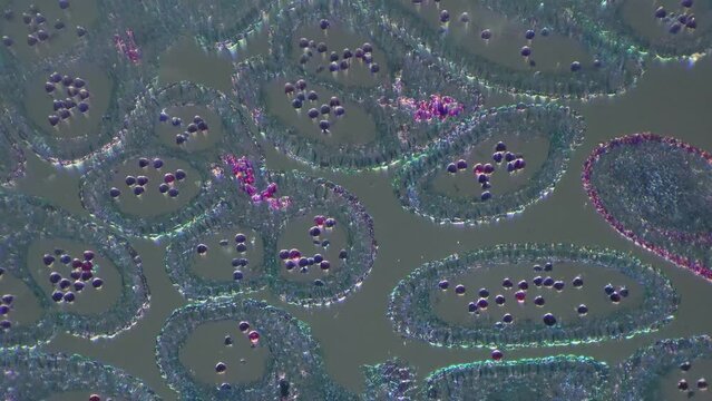 Magnified in 100 times apical bud in longitudinal section filmed with oblique lighting. Piece of plant filmed under microscope to explore molecule and cell. Flora consisting of chlorophyll and tissues