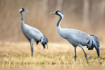 Obraz premium Wild common crane, grus grus, walking on hay field in spring nature. Large feathered bird landing on meadow from side view. Animal wildlife in wilderness.