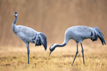 Wild common crane, grus grus, walking on hay field in spring nature. Large feathered bird landing on meadow from side view. Animal wildlife in wilderness.