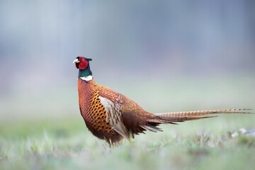 Common pheasant (Phasianus colchius) Ring-necked pheasant in natural habitat, blue background, grassland