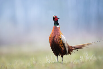 Common pheasant (Phasianus colchius) Ring-necked pheasant in natural habitat, blue background, grassland