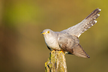Cuckoo, Cuculus canorus, single bird - male on green background