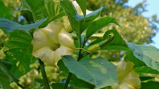 Brugmansia suaveolens or Brazil's white angel trumpet, also known as angel's tears and snowy angel's trumpet.