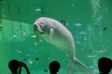 水族館の水槽で優雅に泳ぐジュゴン