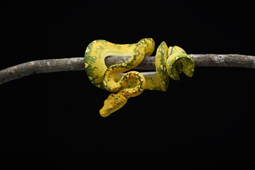 The green tree python (Morelia viridis) coiled on a tree branch