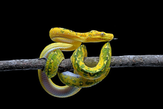 The green tree python (Morelia viridis) coiled on a tree branch
