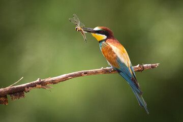 European Bee-Eater (Merops apiaster) perched on Branch near Breeding Colony. Wildlife scene of Nature in Northern Poland - Europe
