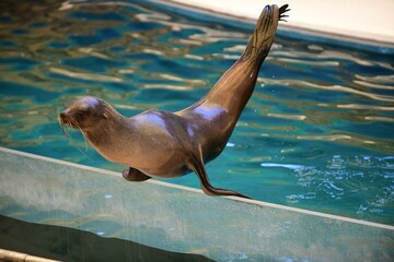 水族館で一生懸命に演技するアシカ © hanafujikan