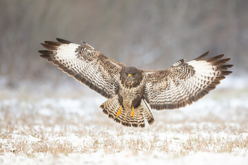 landing Common buzzard (Buteo buteo) in the fields in winter snow, buzzards in natural habitat,...