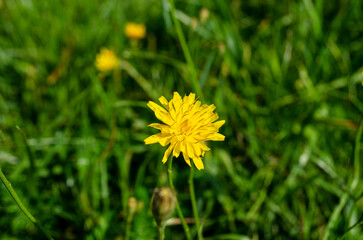 yellow flower in the meadow