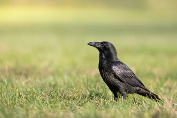 A beautiful raven (Corvus corax) walking among green meadow North Poland Europe