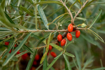  Ripe sea buckthorn berries on twig
