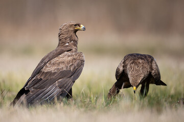 Fototapeta premium Birds of prey - Lesser Spotted Eagle ( Aquila pomarina )