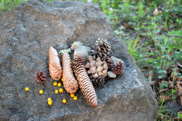 いろんな松ぼっくり