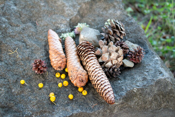 様々な松ぼっくり